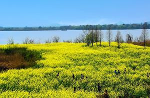 Best Time to View Flowers at Shangzhi Lake; Hundred Acres of Rapeseed Flowers in Full Bloom, Island Full of Vitality