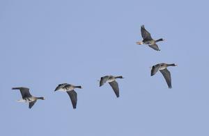 Jinguanling Wetland Welcomes Returning Migratory Birds