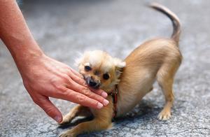 No Matter How Obedient Your Dog Is, These Actions Will Break Your Heart