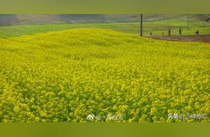 Sunflower Fields in Xiamen Haicang Maqing Road: A Golden Sea of Flowers!