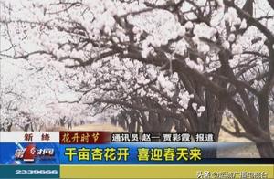 Xinqian: A Thousand Acres of Apricot Blossoms Blooming, Welcoming Spring