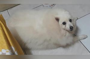 Dog Becomes a Pig, But Owner Decides Not to Force Weight Loss: It's Already Had a Miserable Life