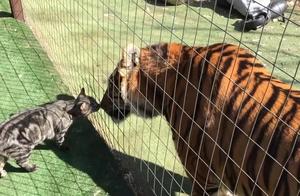 Why Don't Cats Fear Tigers? The Truth Will Surprise You