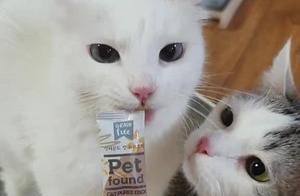Two Cats Fight Over Food: Hilarious Reaction - One Cat Bites the Other's Tongue