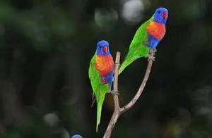 These little birds are really cute
