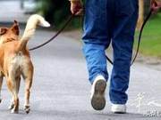 Italian Boy Neglecting Dog Waste Seen by Elderly Man Applying Feces to His Face