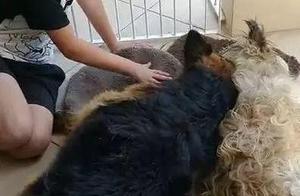 Moving! Dog Brother in Coma, German Shepherd Believes It's Dead...