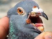 Pigeon Wart (Pigmentary Dermatitis) is Frequently Seen in Meat Pigeon Breeding, Avoiding Pitfalls Through These Prevention Techniques