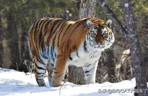 Tiger numbers are continuously increasing, leopards are pushed to the forest edge, and the door for human-leopard conflict is opening.