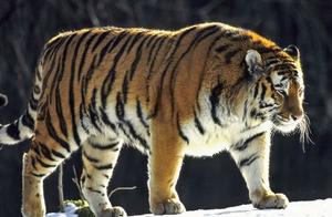 Psychology: Which animal makes you most afraid? Test your brain reaction speed.