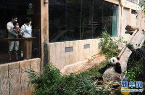Haikou: Giant Pandas Welcome Visitors