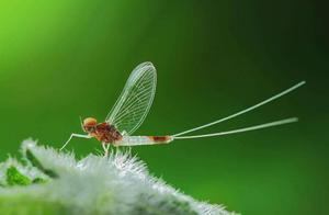 Short-Lived Insects of the Insect World, Adult Lifespans Less Than One Day, Some Only Live for One Hour
