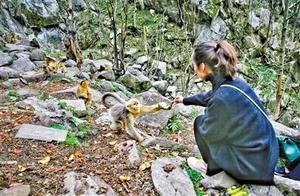 Visiting the Yuhu National Ecological Health Resort and Having a Close Encounter with Golden Monkeys