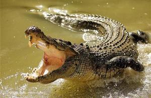 Crocodiles: An Existence 'Immune' to Aging