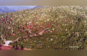 Azaleas Blooming, Red Mountains Everywhere - A Dongshan Spring Viewing Tour