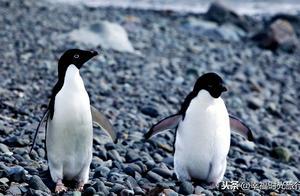 The animals here are not afraid of people! Stunning Antarctic landscapes recorded, restoring the beauty of the 'real world'