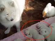 Samoyed's Puppies Seized by Goose, Expressing Distress and Lack of Heaven?