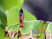 12-Year-Old Boy Accidentally Discovers Red-Flanked Bluetail in Ganqiu, Xiamen – First Recorded Image in the Area