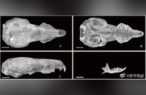 Two New Species Discovered in Yellow Mountain Scenic Area