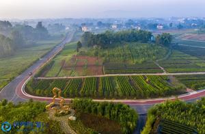 Chongqing Tongliang: Crimson Camellias Bloom, Adding a New Scenic Wonder to the West Suburban Green Belt