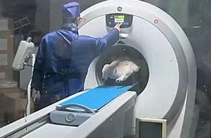 Woman Takes Her French Bulldog for a CT Scan After Feeling Unwell