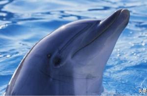 Dolphins as Natural ‘Gynecological Instruments’ – Can Being Touched by Dolphins Lead to Healthy Babies?