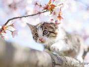Hahaha, little kitty, let me take care of you carefully, even in the most difficult times, we will overcome them together