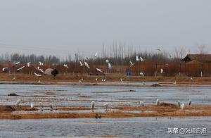 Zhangye, Gansu: White Cranes Gathering to Welcome Spring