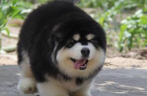 Persuaded to Buy an ‘Alaskan Malamute’, Now Wanting to Cry