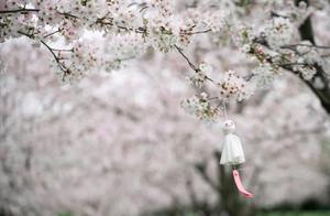 Yoshino Cherry Blossoms in Full Bloom – A Wave of Beautiful Photos and Videos from the Park