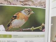 Birds of the Yellow River Delta — Sparrows and Finches