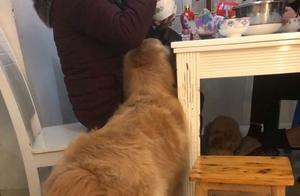 The Golden Retriever Waited Half a Day Without Getting Anything, the Teddy Bear Remained Silent But Got It - Truly Disheartening