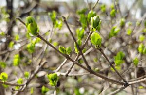 Crimson Willows and Jade Leaves, a Profound Spring