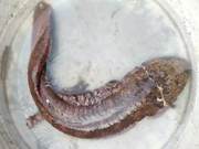 Wild Discovered Again in Fenjia Shan Water Reservoir Segment, Second Time Since 2016