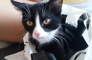 Black Cat Develops Vitiligo, Becoming Unrecognizable in Years, Internet Users Praised: 'So Beautiful'