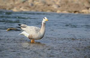 Lu Cackling Geese Arrive in Minqin