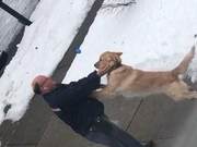Golden Retriever's Favorite Mail Carrier: Excited Tail Wags and Overjoyed Greetings
