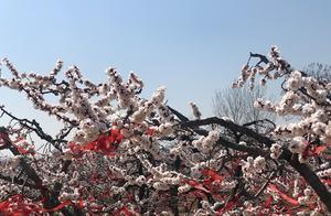 Video | Experiencing ‘Cloud Viewing Flowers’ in Linqing as Thousands of Acres of Apricot Blossoms Bloom, Displaying Pale Pink and Light Red with Vibrant Life