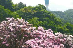 The Most Loved Mountain in Shenzhen, Now Covered in Rhododendrons - You Need to Rest for Several Days After Climbing