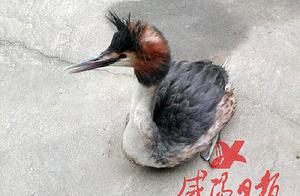 A Black-Crested 'Monster Bird' Found in Qian County Shudi Discovered – It Was Actually Called This Name