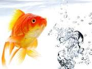 I Change My Goldfish's Water Every Day, Especially During Their Growing Period – Don't Doubt It!