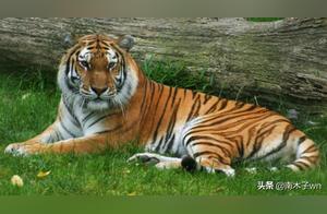 Getting Licked by a Tiger? Will It Make You Lose Skin?