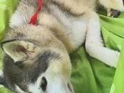 Husky Survives on Feces for 2 Months, Weighing Only 12kg, Discovered Emaciated