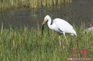 Bird Q&A: White Egret
