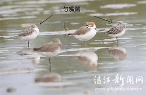Stunning! 34 Spoon-billed Sandpipers Gather for Return