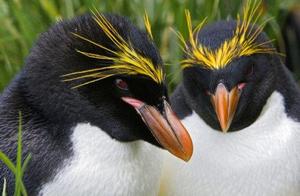 Macaroni Penguin
