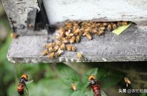 Called 'Bee Enemy', Many People Flee at Sight, Yet Some Take a Risk to Raise Them