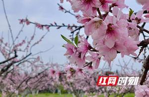 Lingling: Orchard Flower Fragrance Lingers, Peach Blossoms and Pear Blossoms Bloom in Competition