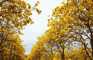 Spring at Zhongshan's Mount Zhongshan Forest Park: Yellow Bell Pines Blooming, Come and Enjoy a Picnic and Flower Viewing!
