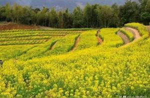Spring in Xiapu Wenyang Village: Fields of Blooming Rapeseed Flowers - Come Experience the Golden Flower Sea